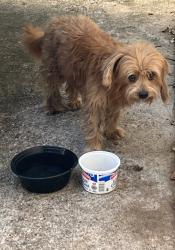 Found/Stray Unknown Dog last seen Firebrick and Cornwall Bridge LN, Houston, TX 77041