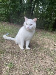 Found/Stray Male Cat last seen Pine Log Rd , Conyers, GA 30012