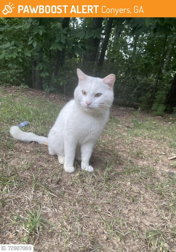 Found/Stray Male Cat last seen Pine Log Rd , Conyers, GA 30012