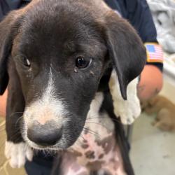 Shelter Stray Male Dog last seen , Memphis, TN 38133