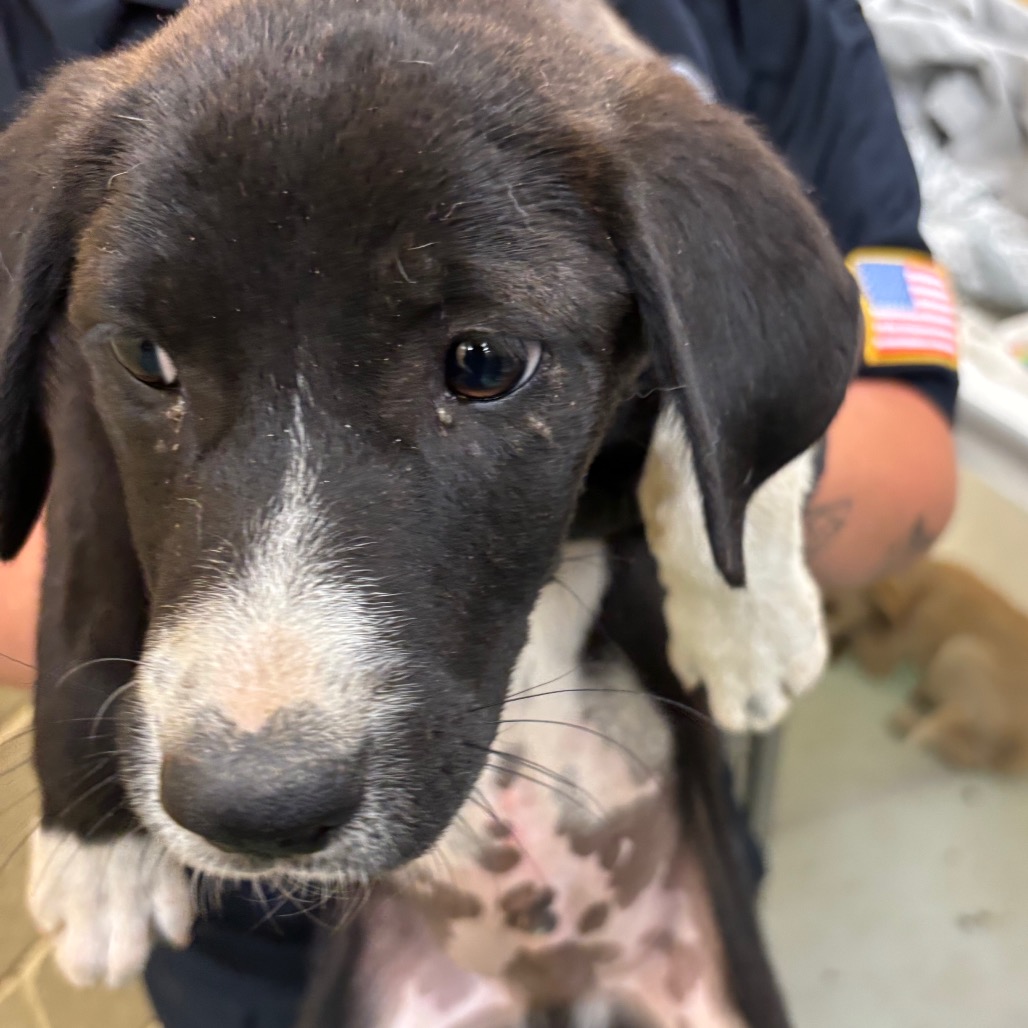 Shelter Stray Male Dog last seen , Memphis, TN 38133