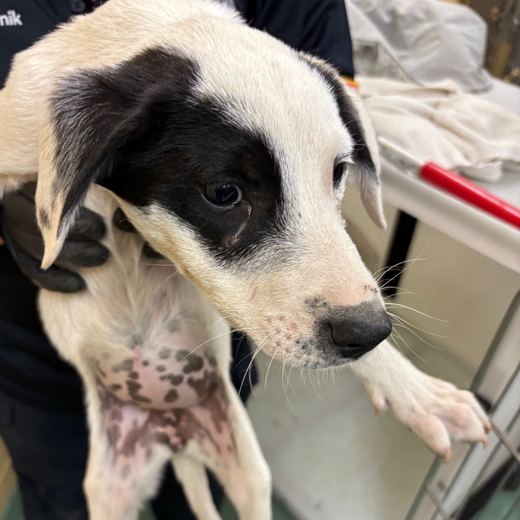 Shelter Stray Female Dog last seen , Memphis, TN 38133