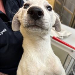 Shelter Stray Male Dog last seen , Memphis, TN 38133