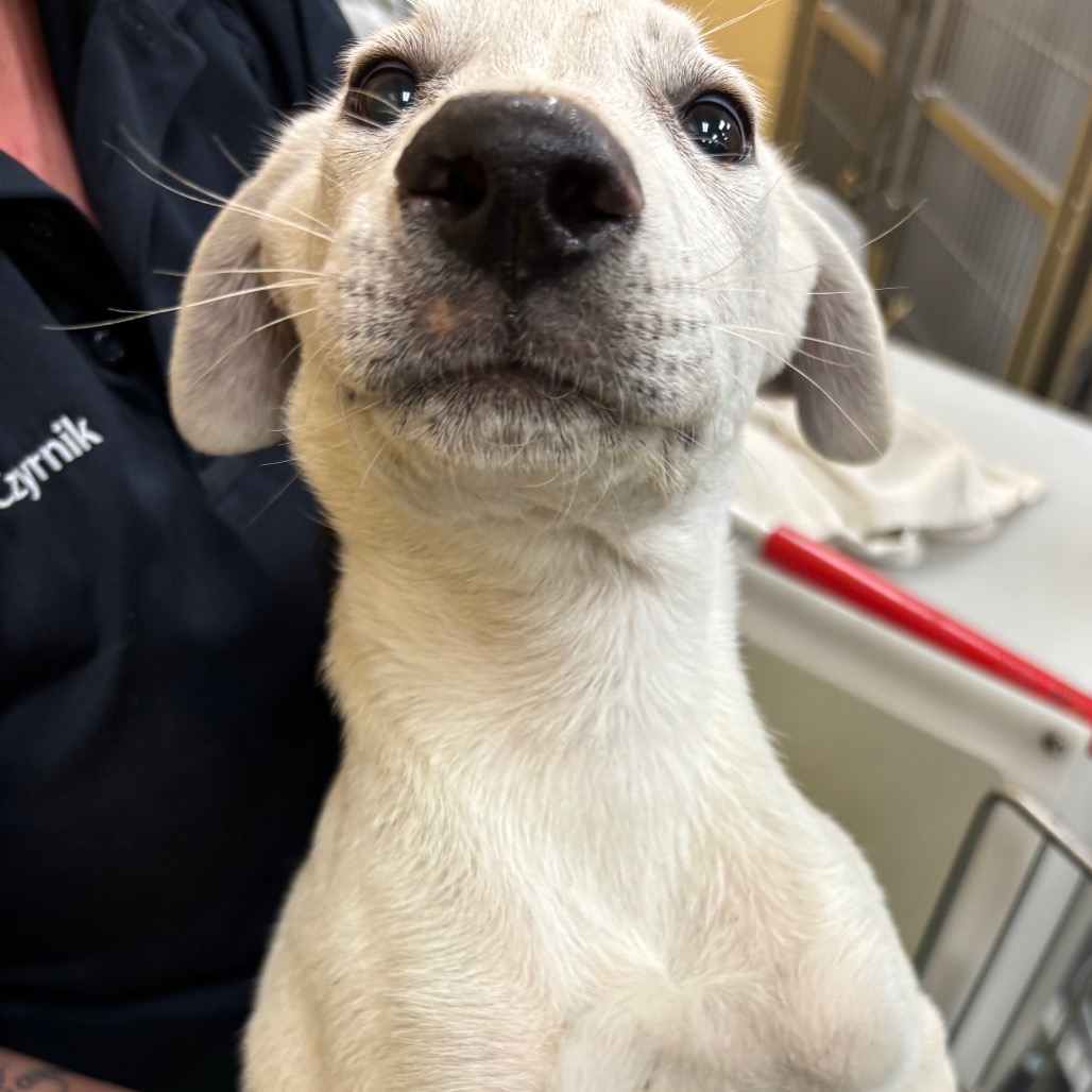 Shelter Stray Male Dog last seen , Memphis, TN 38133