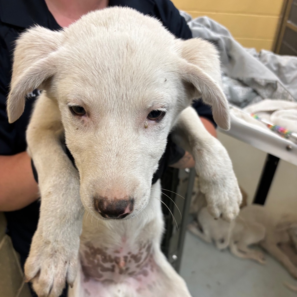 Shelter Stray Male Dog last seen , Memphis, TN 38133