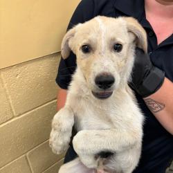 Shelter Stray Male Dog last seen , Memphis, TN 38133