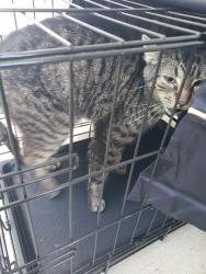 Found/Stray Male Cat last seen Angie's Restaurant, Garner, NC 27529