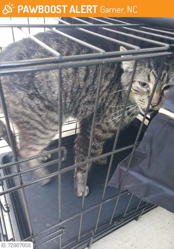 Found/Stray Male Cat last seen Angie's Restaurant, Garner, NC 27529