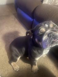 Lost Female Dog last seen Riverdale, Memphis, TN 38115