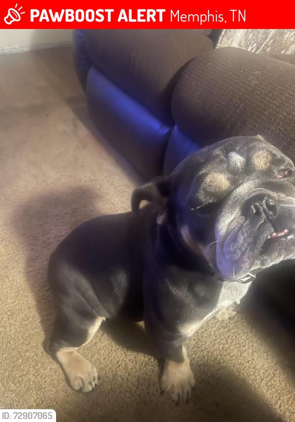 Lost Female Dog last seen Riverdale, Memphis, TN 38115