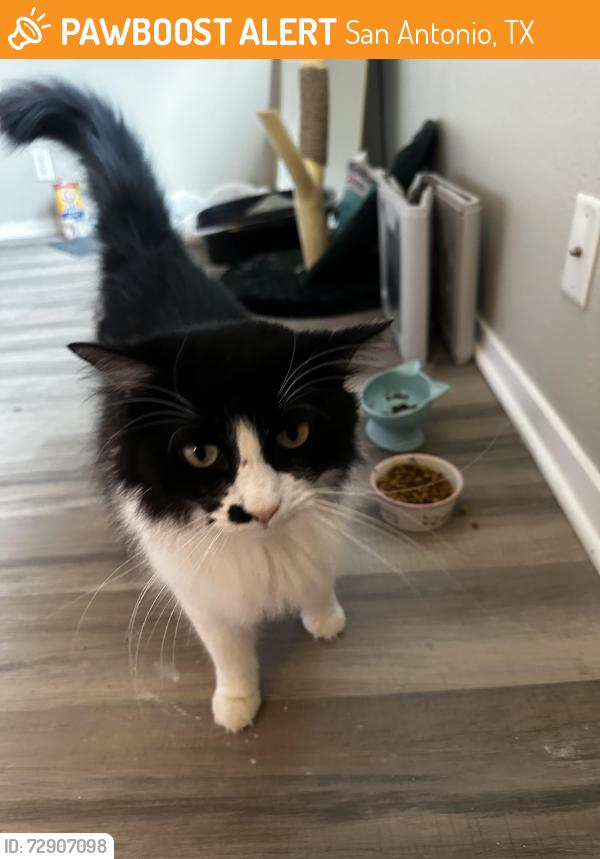Found/Stray Male Cat last seen Oak bluff, San Antonio, TX 78240
