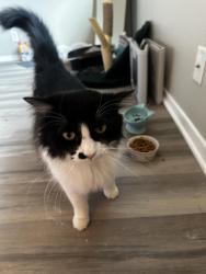 Found/Stray Male Cat last seen Oak bluff, San Antonio, TX 78240