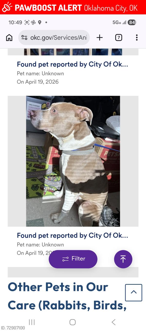 Lost Male Dog last seen 45th and Western , Oklahoma City, OK 73118