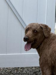 Reunited Male Dog last seen Owyhee and Kootenai, Kootenai County, ID 83815