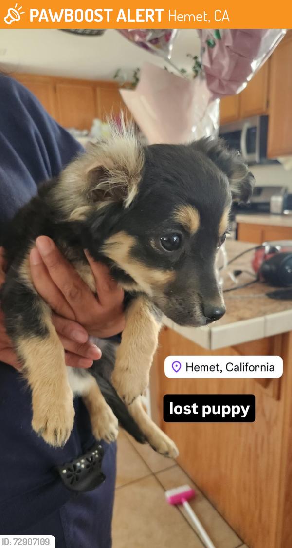 Found/Stray Female Dog last seen Elementary School, Hemet, CA 92545