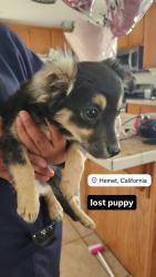 Found/Stray Female Dog last seen Elementary School, Hemet, CA 92545