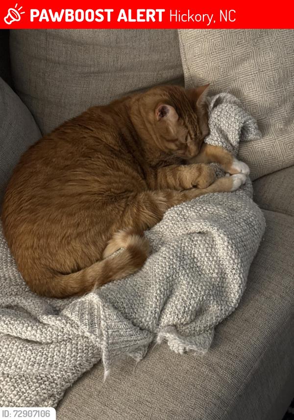 Lost Male Cat last seen Last seen at home. Cross street 16th. We’re between Argyle Pl apmts & Lawson’s Creek neighborhood. , Hickory, NC 28601