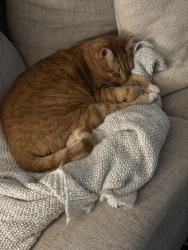 Lost Male Cat last seen Last seen at home. Cross street 16th. We’re between Argyle Pl apmts & Lawson’s Creek neighborhood. , Hickory, NC 28601