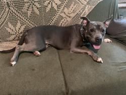 Reunited Female Dog last seen Millers Chapel Rd, Winslow, AR 72959