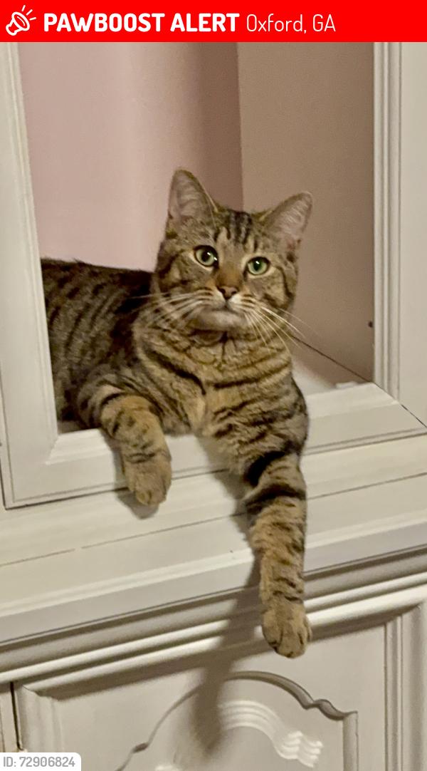 Lost Male Cat last seen Highway 81 & E Macedonia Church Rd. , Oxford, GA 30054