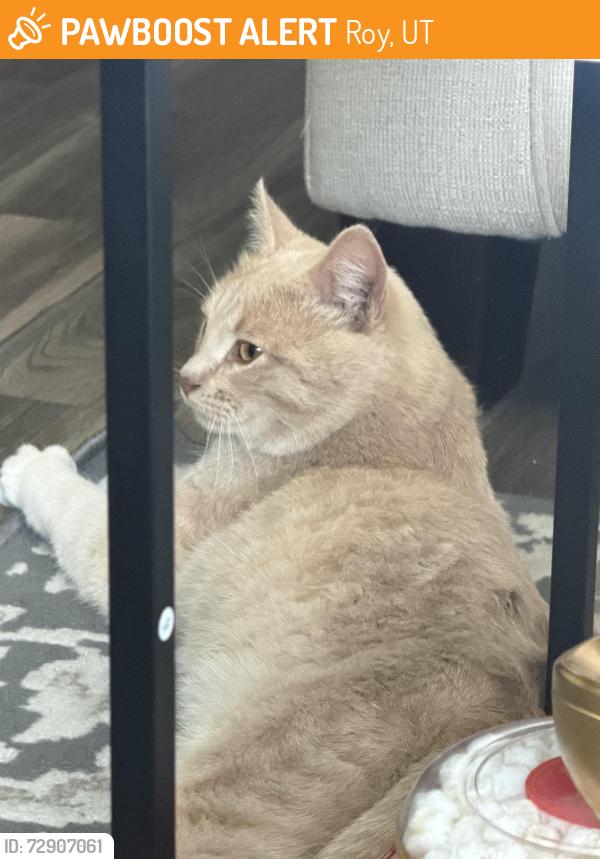 Found/Stray Male Cat last seen at my apmt in Arcadia apmt Rental, Roy, UT 84067