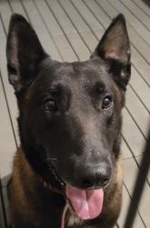 Reunited Unknown Dog last seen Near Foltz St, Indianapolis, IN 46221, Indianapolis, IN 46221