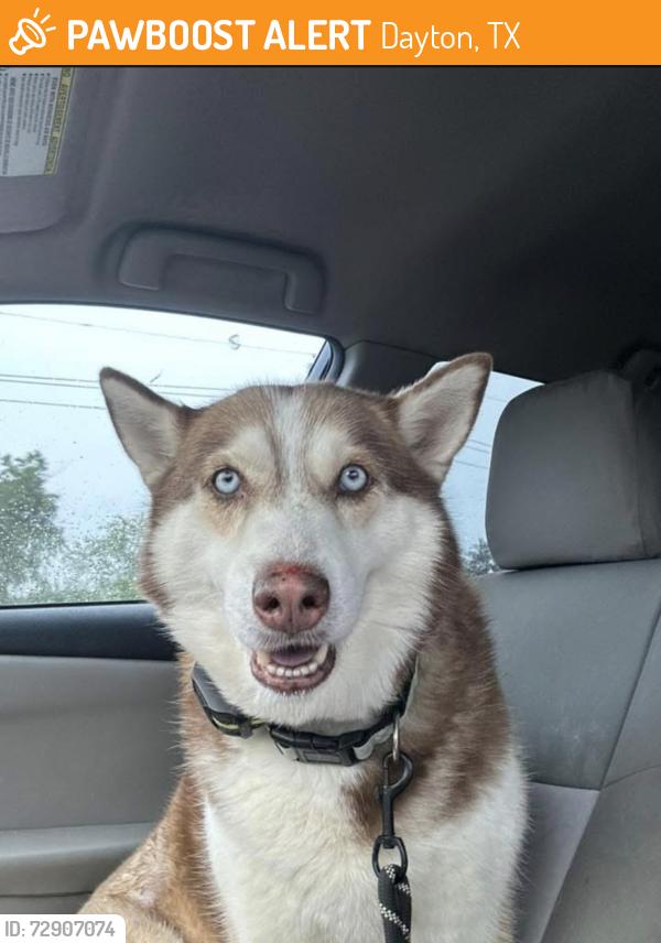 Found/Stray Female Dog last seen Near , Dayton, TX 77535