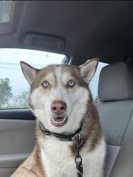 Found/Stray Female Dog last seen Near , Dayton, TX 77535