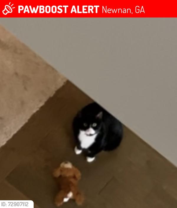Lost Male Cat last seen Heritage Ridge Neighborhood , Newnan, GA 30265
