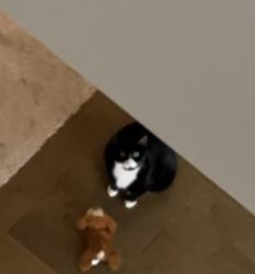 Lost Male Cat last seen Heritage Ridge Neighborhood , Newnan, GA 30265