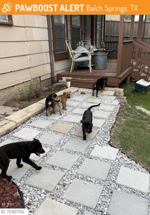 Found/Stray Male Dog last seen Spring Oaks, Balch Springs, TX 75180