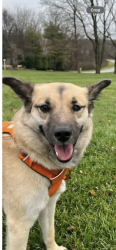 Reunited Female Dog last seen Meadowbrook Lane west Chester pa, East Goshen Township, PA 19380