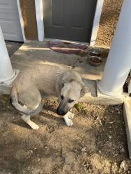Found/Stray Male Dog last seen Polk Street, Dallas, TX 75232