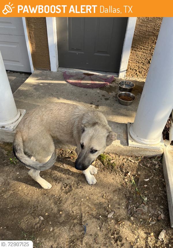 Found/Stray Male Dog last seen Polk Street, Dallas, TX 75232