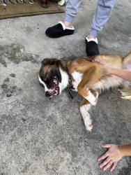 Reunited Male Dog last seen Stoney river dr, Spring, TX 77379