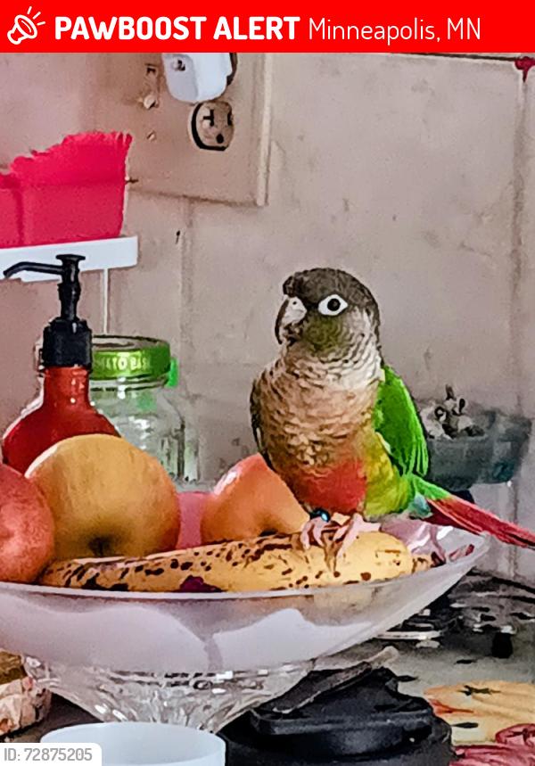 Lost Female Bird last seen Monroe st, Minneapolis, MN 55421