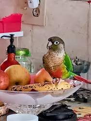 Lost Female Bird last seen Monroe st, Minneapolis, MN 55421