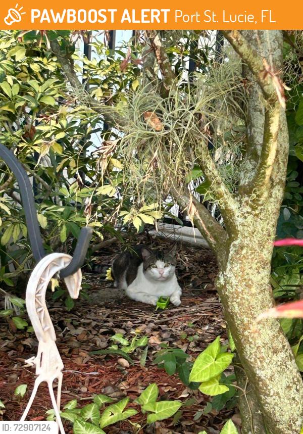Found/Stray Unknown Cat last seen Close to Lenard Road where there is a lake, Port St. Lucie, FL 34952