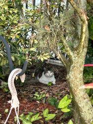 Found/Stray Unknown Cat last seen Close to Lenard Road where there is a lake, Port St. Lucie, FL 34952
