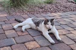 Reunited Male Cat last seen Stephanie and warm springs, Henderson, NV 89014