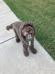 Reunited Male Dog last seen Rain Dance Dr, Little Elm, TX 75068, USA, Little Elm, TX 75068