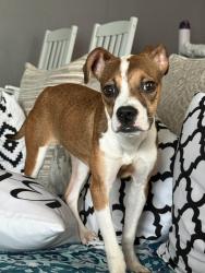 Found/Stray Female Dog last seen Vialinda and amapola , Houston, TX 77083