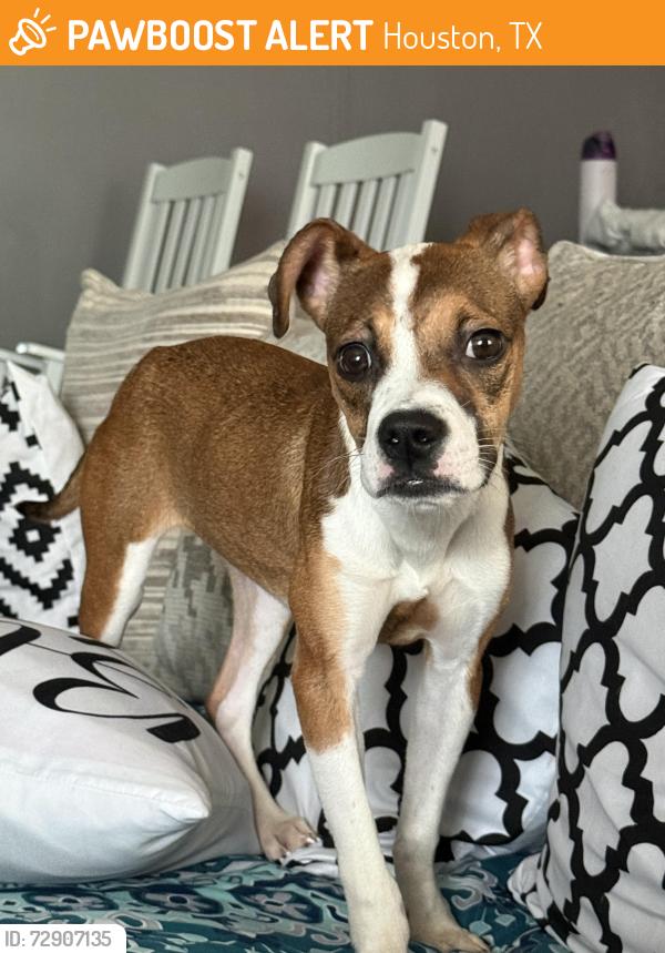 Found/Stray Female Dog last seen Vialinda and amapola , Houston, TX 77083