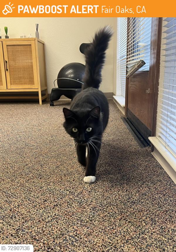 Found/Stray Female Cat last seen Date ave , Fair Oaks, CA 95628
