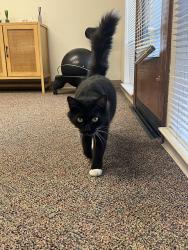 Found/Stray Female Cat last seen Date ave , Fair Oaks, CA 95628