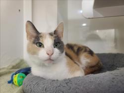 Shelter Stray Female Cat last seen DUNN RD, Hayward, CA 94544