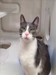Shelter Stray Female Cat last seen LINDEN/B, Hayward, CA 94544