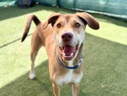 Shelter Stray Male Dog last seen E ELDER ST, Carlsbad, CA 92011