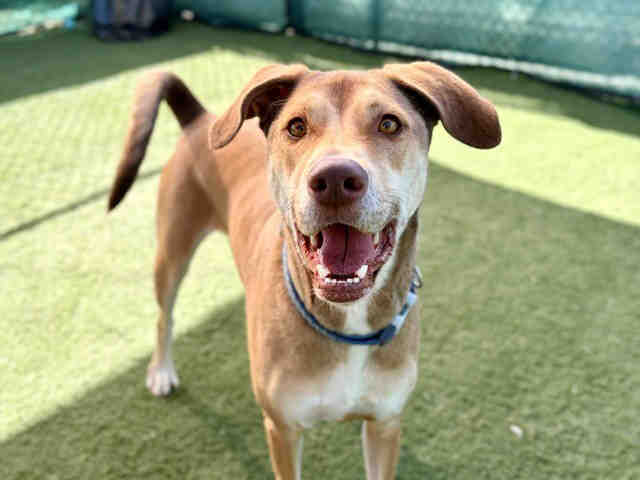 Shelter Stray Male Dog last seen E ELDER ST, Carlsbad, CA 92011