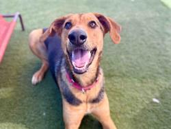 Shelter Stray Female Dog last seen , Carlsbad, CA 92011